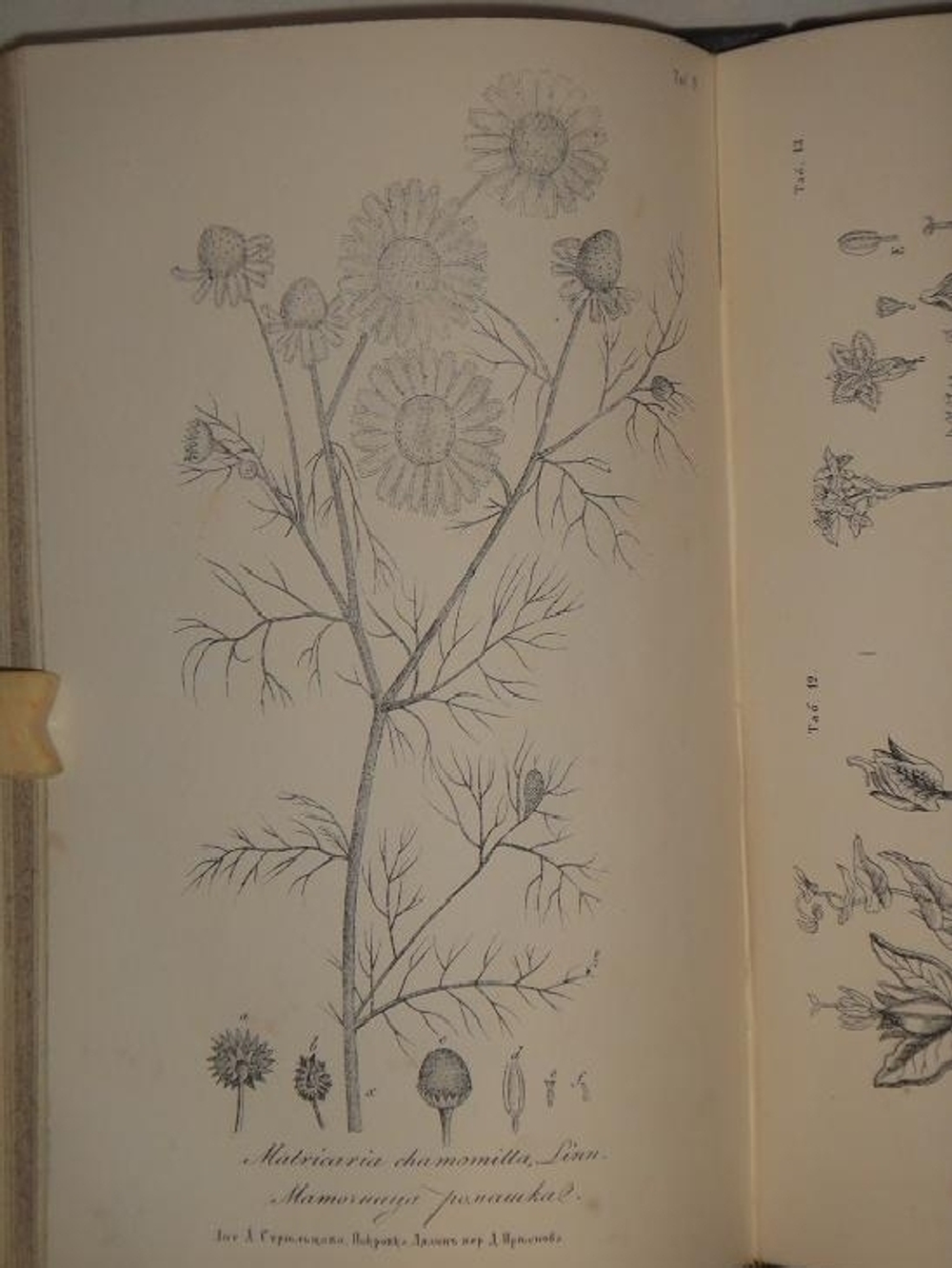 "Полный настоящий простонародный русский лечебник. 1350 домашних средств к излечению всевозможных болезней". Ф. Лоевский. 1884г.