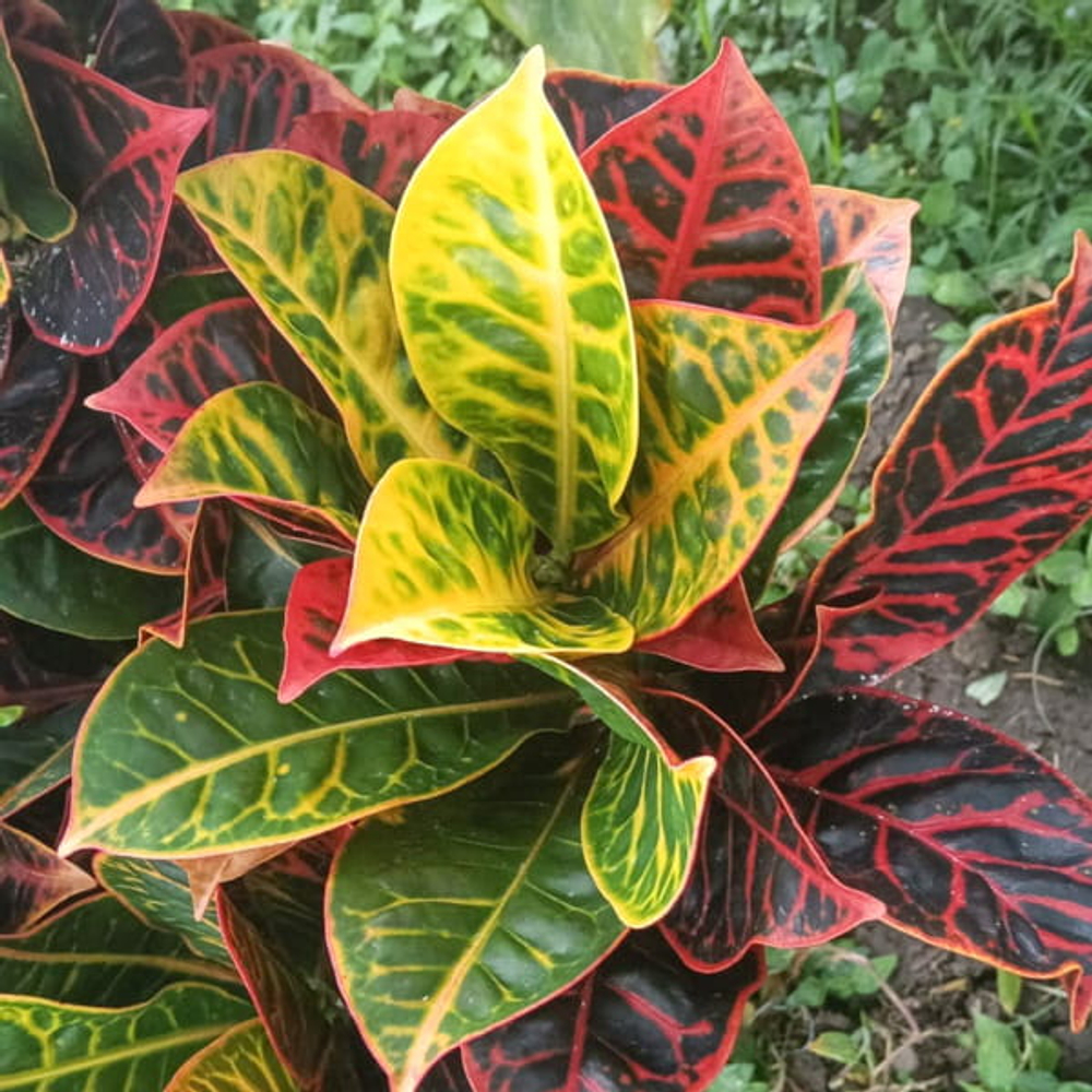 Кротон KENCANA WUNGU