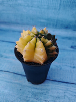 Gymnocalycium Variegata (Гимнокалициум Вариегатный)