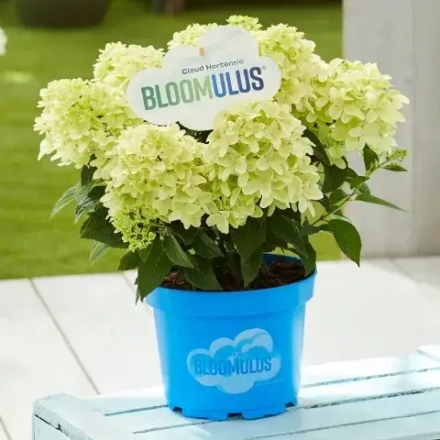 Нимбус Облачная серия (Bloomulus Nimbus) р9 (0.5л.) ИЮЛЬ 2026 г.