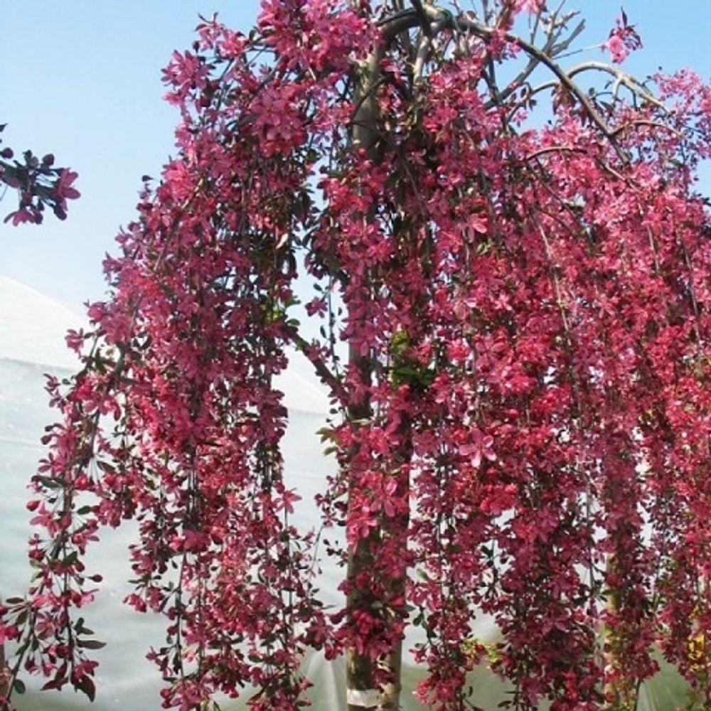 Яблоня Роял Бьюти на штамбе