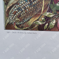 Седер А. Растения. Гравюра из книги «Растения в искусстве и торговле». Литография, 1890.