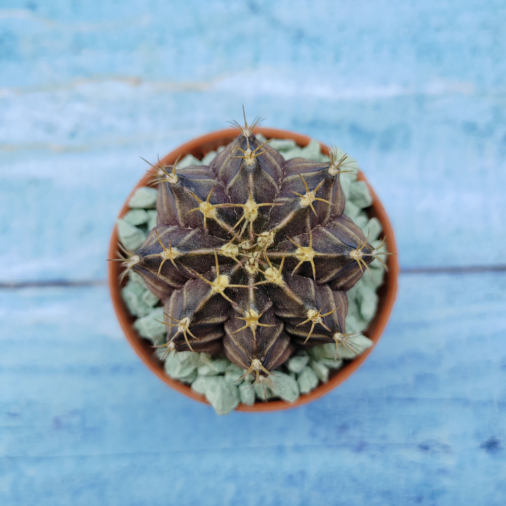 Gymnocalycium Friedrichii (Гимнокалициум)