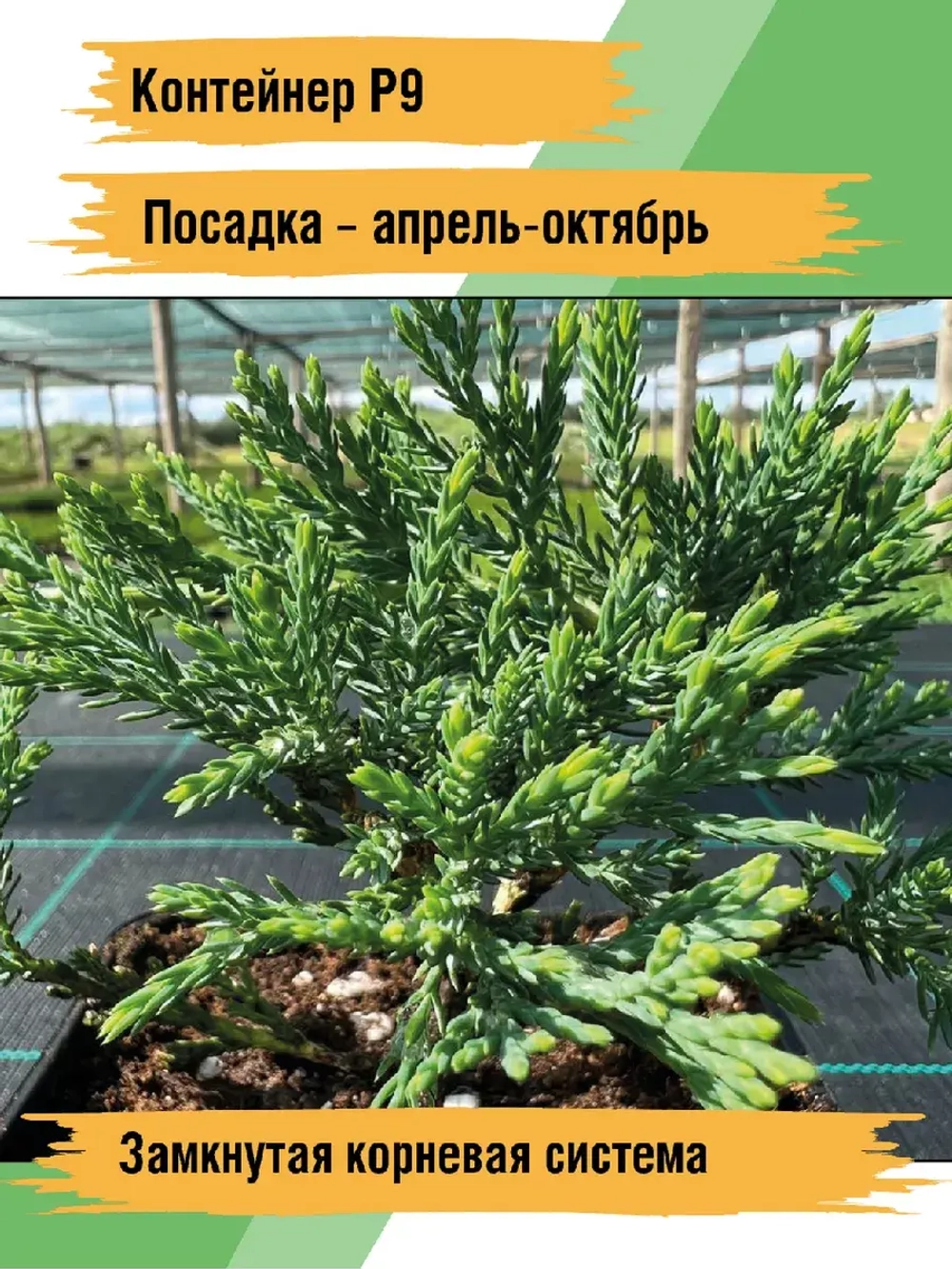 Можжевельник горизонтальный Вилтони саженцы хвойных