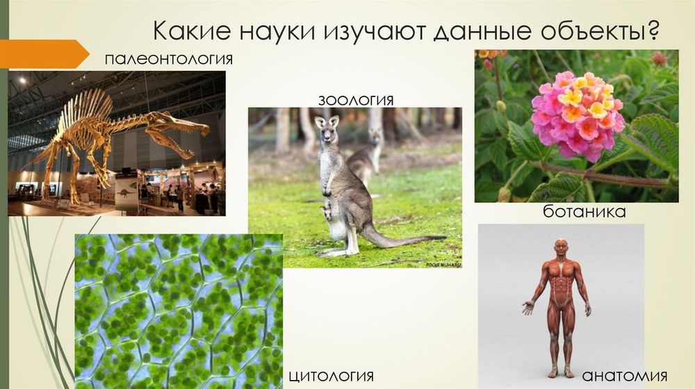 Интерактивное пособие Наглядная биология. Растение - живой организм — купить по ФГОС | Учебный стандарт