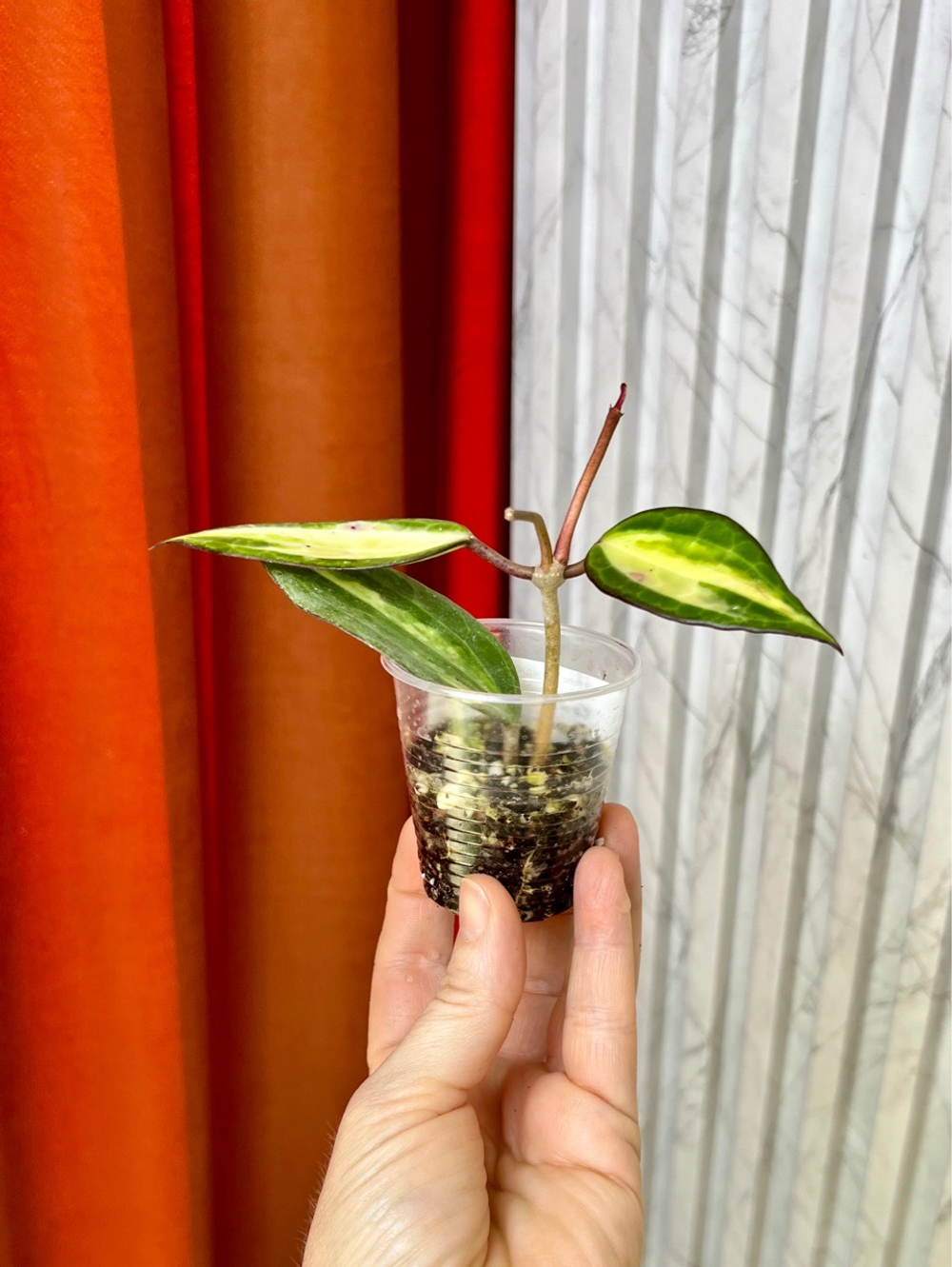 Хойя Макрофилла Пот Оф Голд, D6см Н15см, 1шт, Urban Jungle