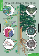 Комплект таблиц "Растения- живой организм" (4 табл.)