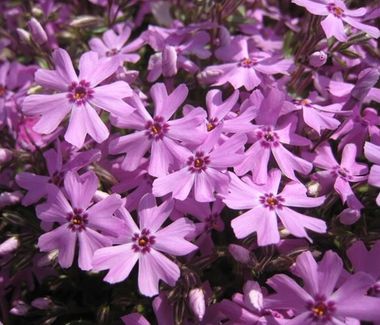 37126 Флокс Fort Hill (Весна 2026)