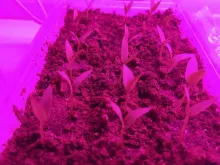 ОМБРОНЕ F1 семена перца сладкого (Sakata | Alexagro)