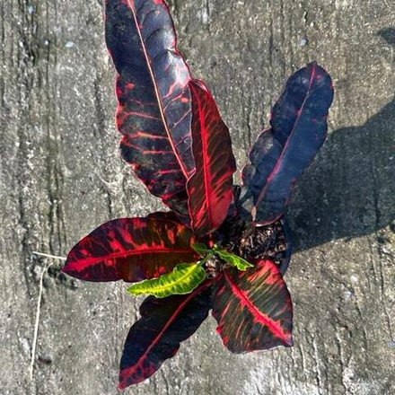 Кротон BLACK JUDO