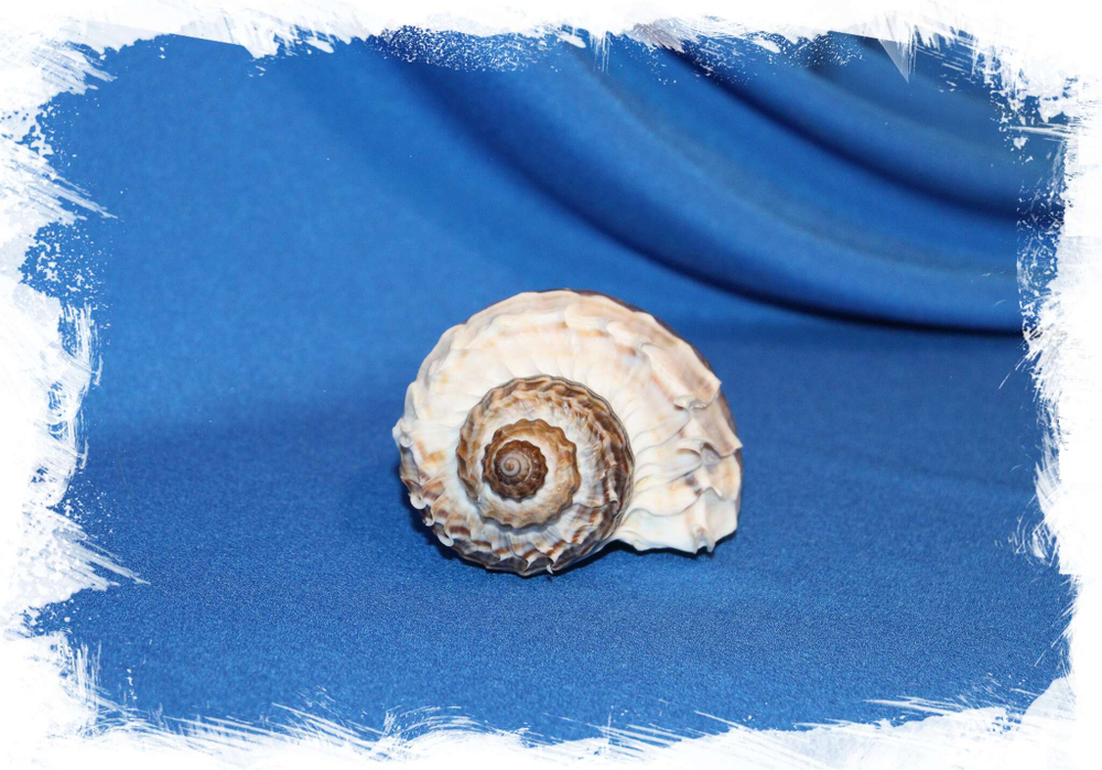 Ракушка Мелонгена корона