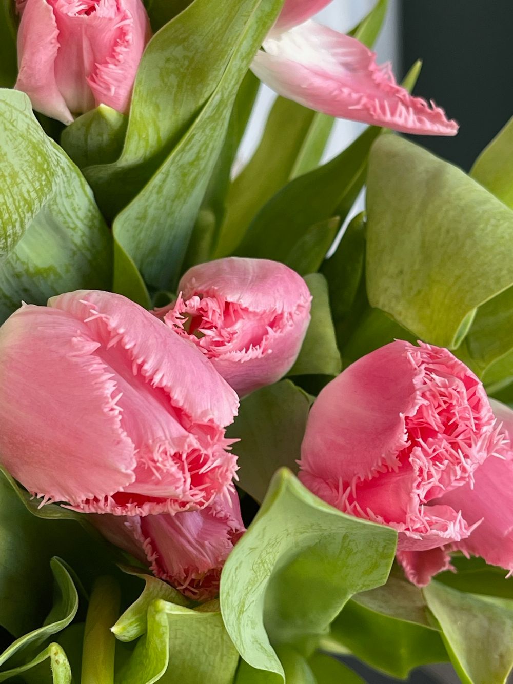 Тюльпаны кружевные - ярко-розовый цвет