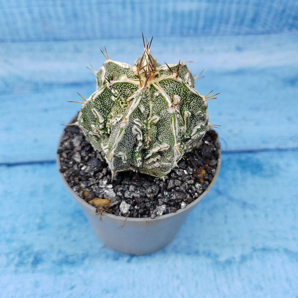 Astrophytum Myriostigma cv. Fukuryu (Астрофитум)
