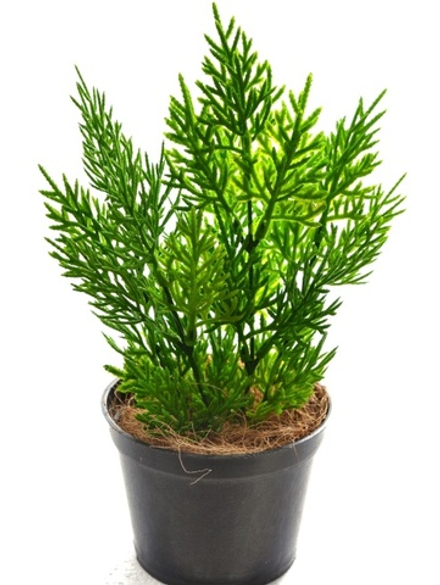 Растение искусственное в кашпо Туя Кейси мини 30см