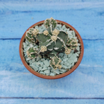 Astrophytum Myriostigma "Hakujo Fukuryu"  (Астрофитум)