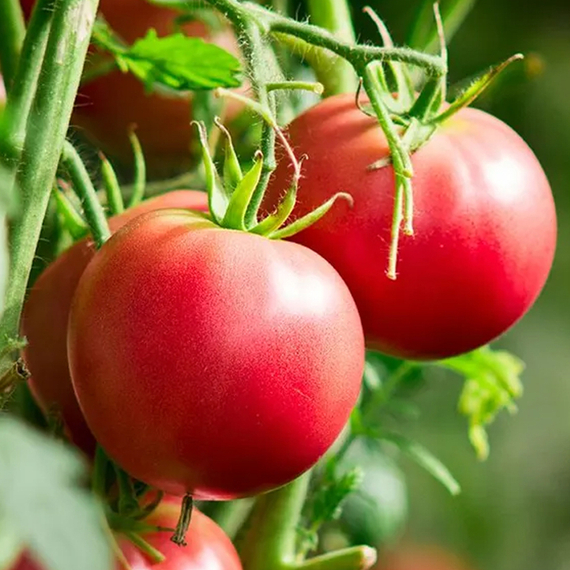 ПИНКДЖЕЙН F1 семена томата детерминантного (Enza Zaden) цена – фото 3