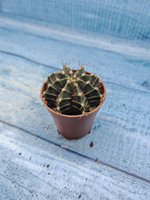 Gymnocalycium Friedrichii (Гимнокалициум)