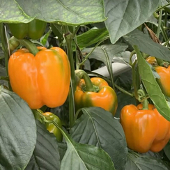 Раптор F1 семена перца сладкого (De Ruiter Seeds / Де Ройтер Сидс)