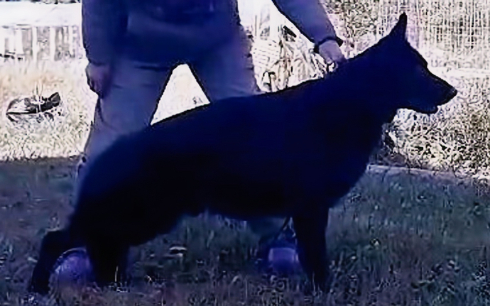 Отец - ШАМАР