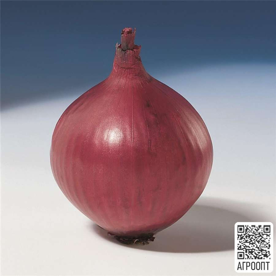 РЕД БАРОН семена лука репчатого (Bejo | Alexagro) – фото 5