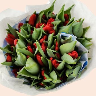 Тюльпаны, Ирисы, Нарцисы