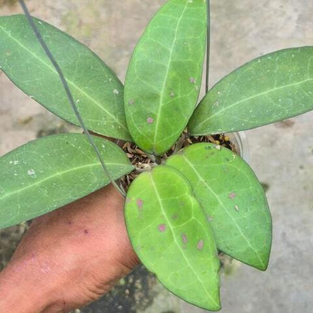 Хойя ELLIPTICA X VITELLINA