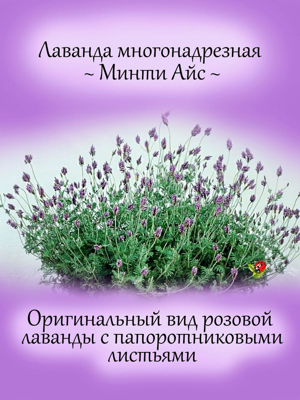 Лаванда Многонадрезная розовая с ароматом орегано