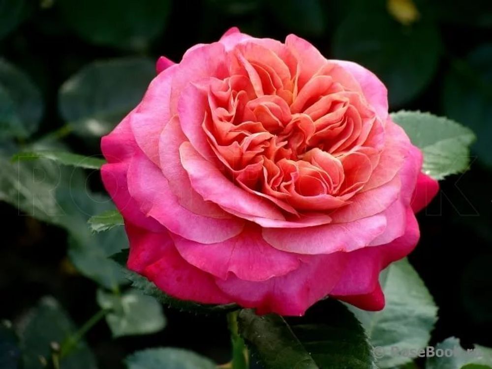 Сурир Де Довиль (Sourire De Deauville)