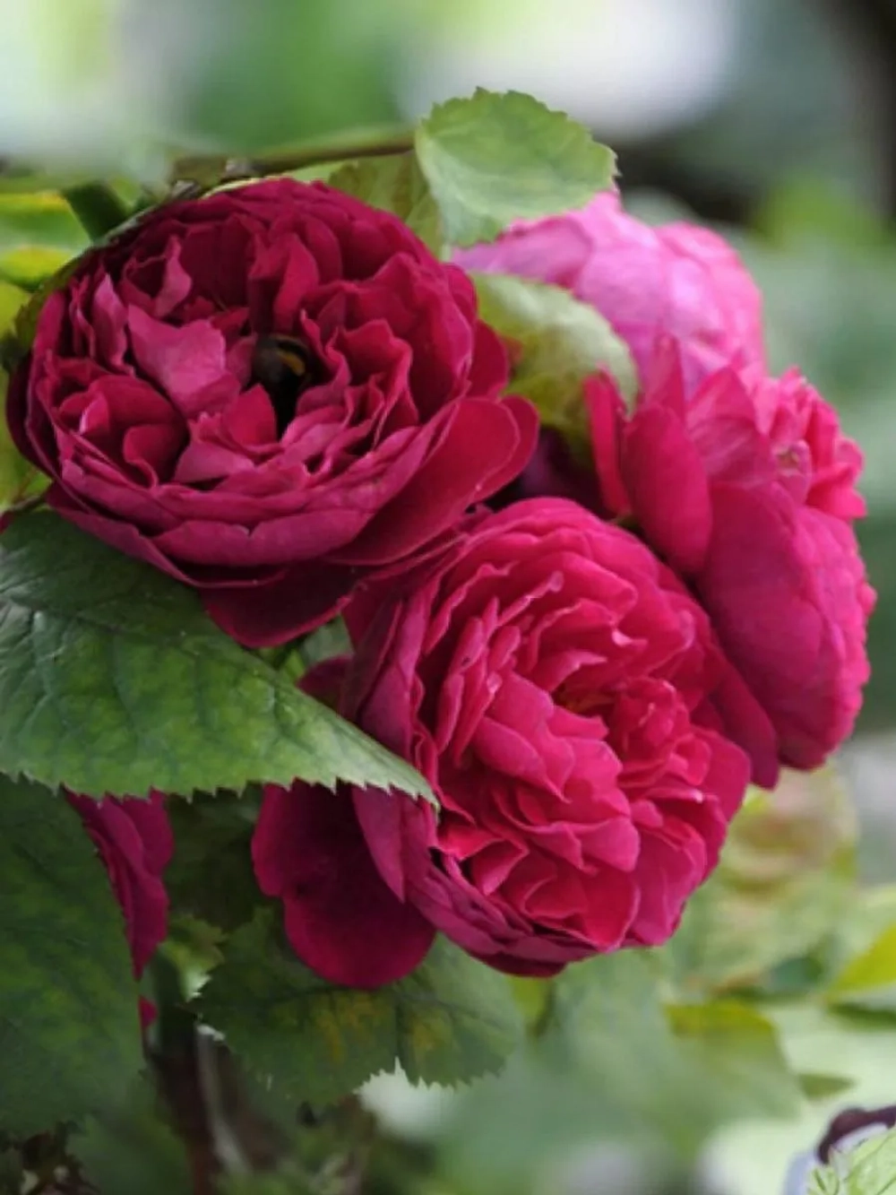 Роза шраб Бисантенэр де Гийо