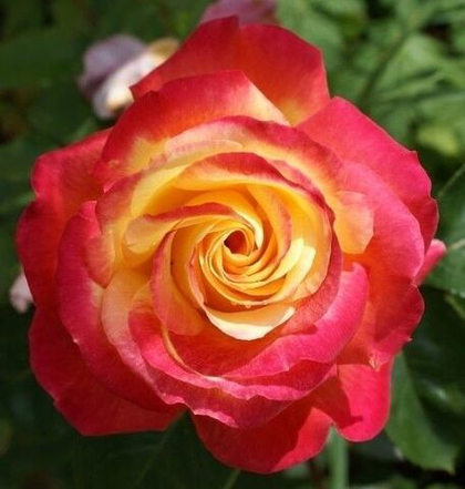 Роза Восточный Экспресс (Пульман Ориент Экспресс) чайно-гибридная