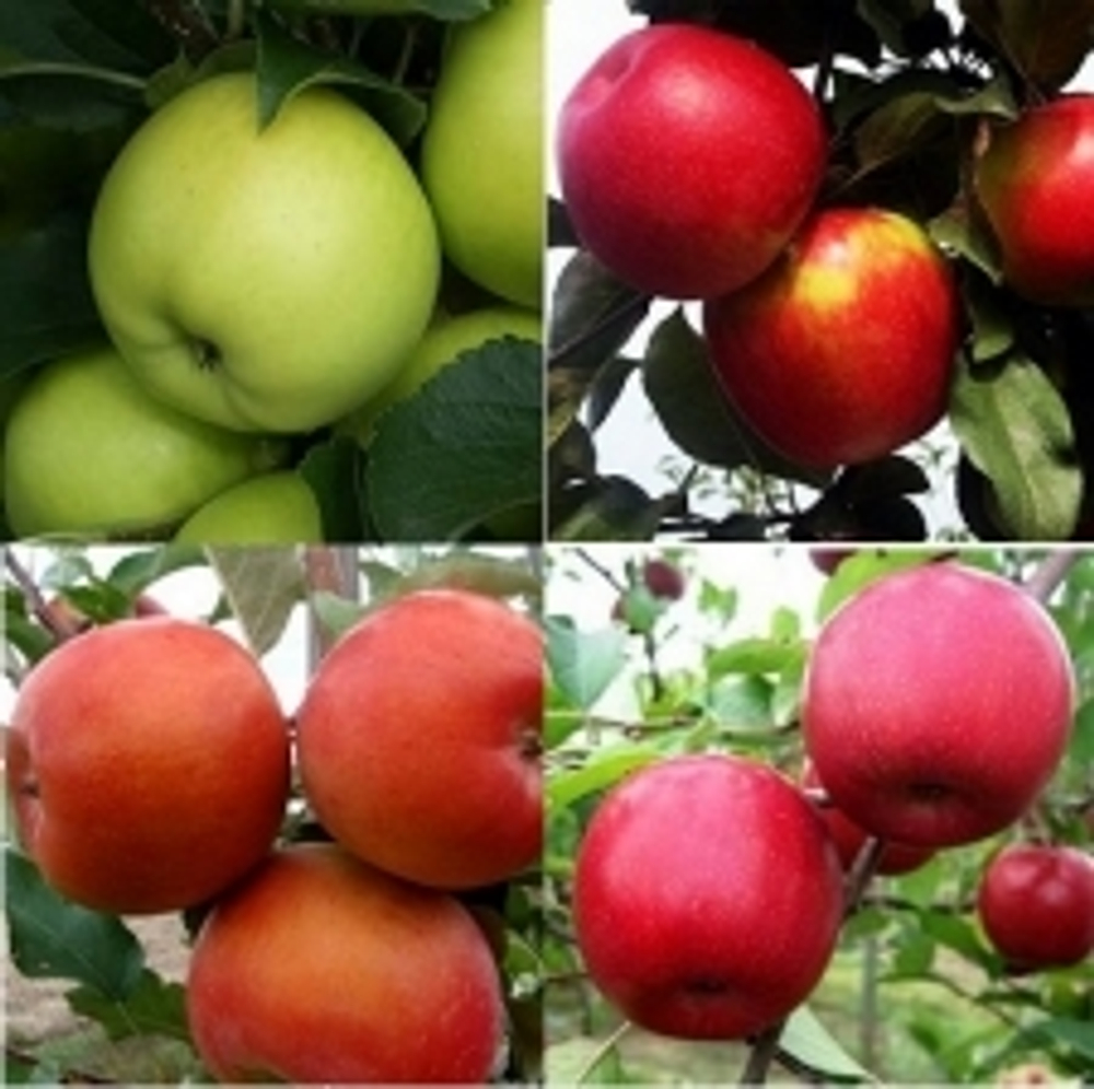 Яблоня МИКС ЗКС