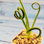 Albuca Spiralis (Альбука)