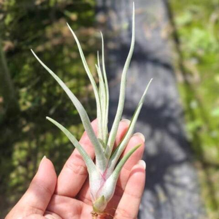 Тилландсия Mali Dofitas (caput-medusae x bulbosa) S