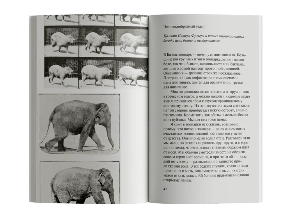 Зачем смотреть на животных?