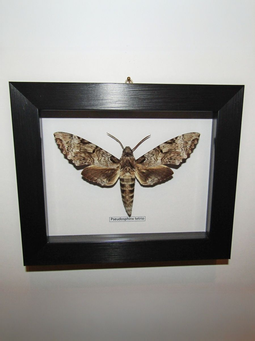 Бражник Pseudosphinx tetrio в рамке