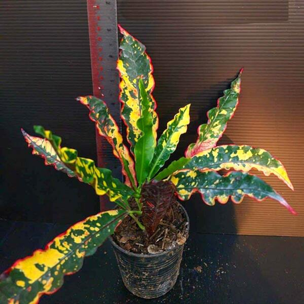 Кротон MAHARAT