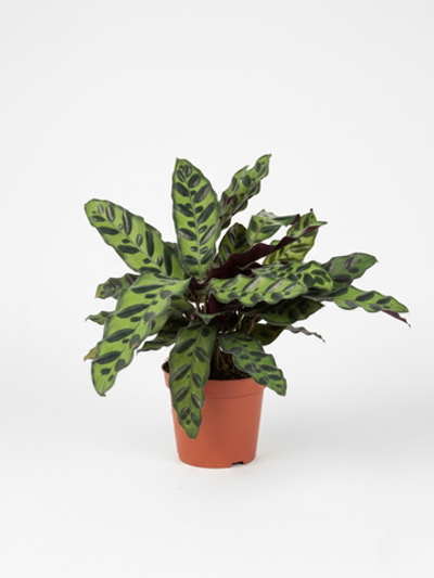 Калатея Leopard Pattern д.11