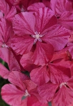 (05) Пинки Биндер Роуз (Pinky Binder Rose)