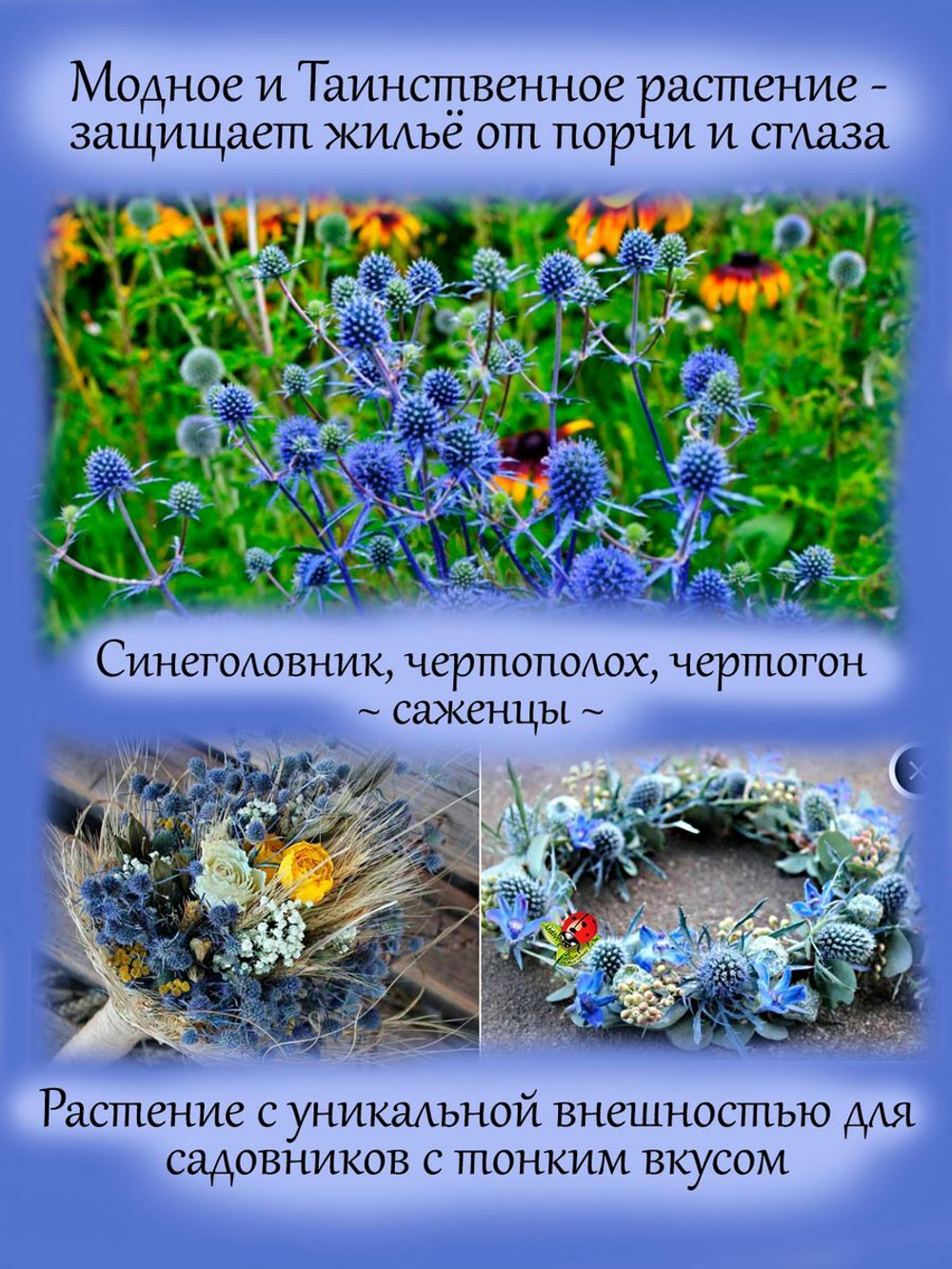 Синеголовник плосколистный, эрингиум чертогон чертополох многолетний