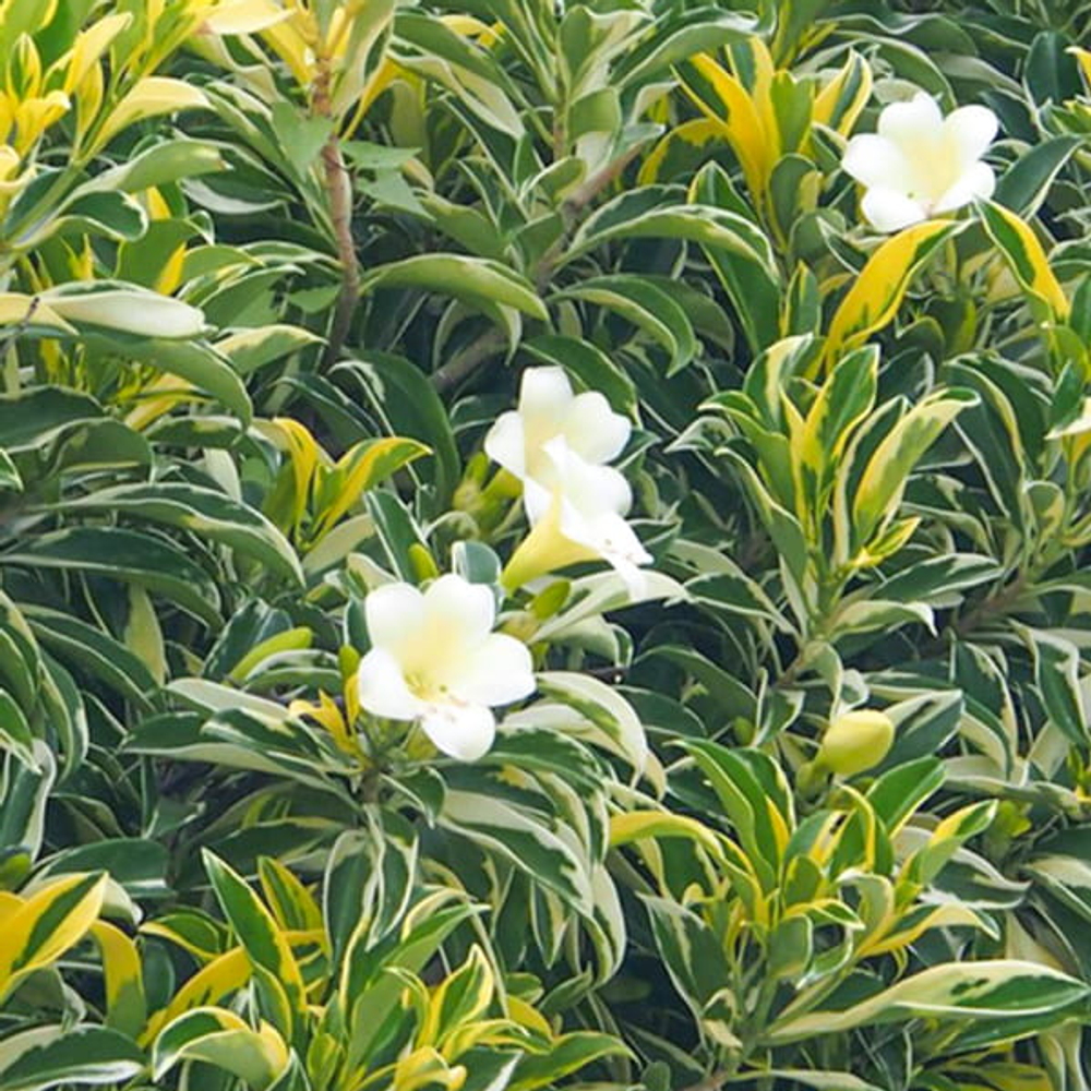 Фагрея цейлонская вар – Fagraea ceilanica var