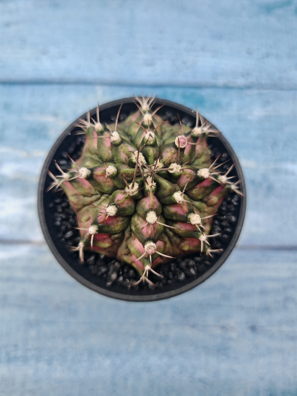 Gymnocalycium T-Rex Pink hybride (Гимнокалициум)
