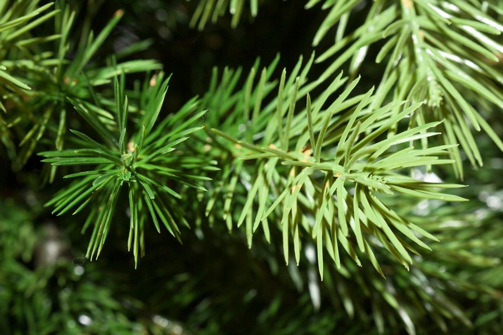 Ель искусственная «Луиза» (Литая хвоя) 230 см / 2,3 м