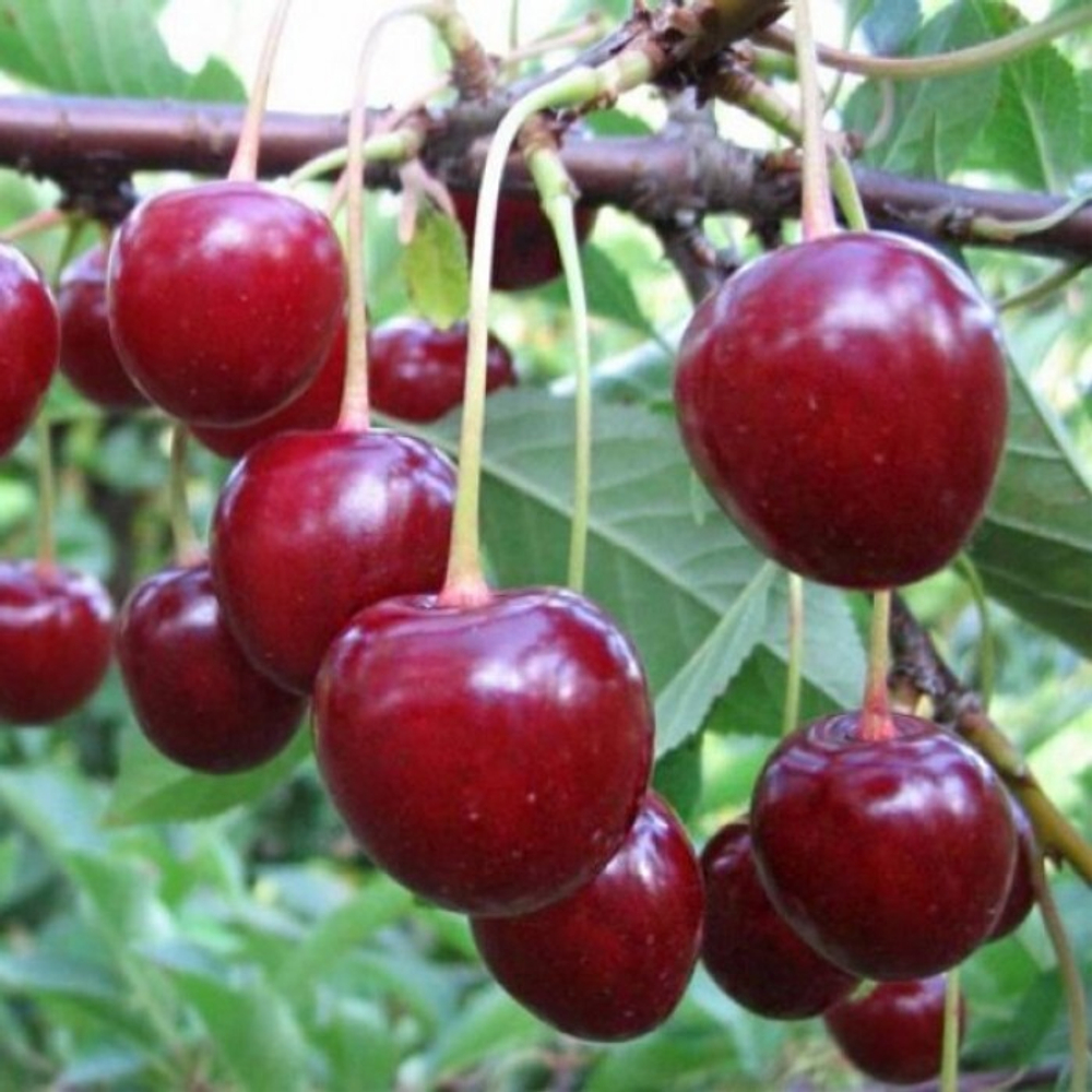 Вишня Тургеневка