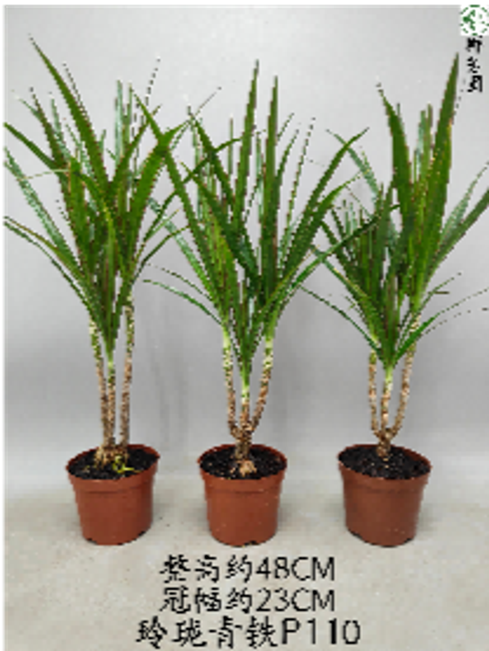 Драцена Маргината д.11