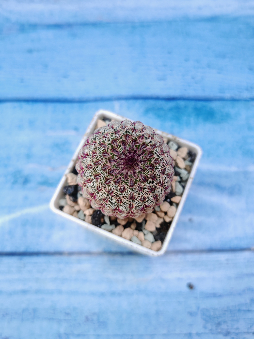 Echinocereus Rigidissimus Rubispinus (Эхиноцереус)