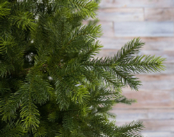 Ель 185см Black Box Датская 100% литая зеленая