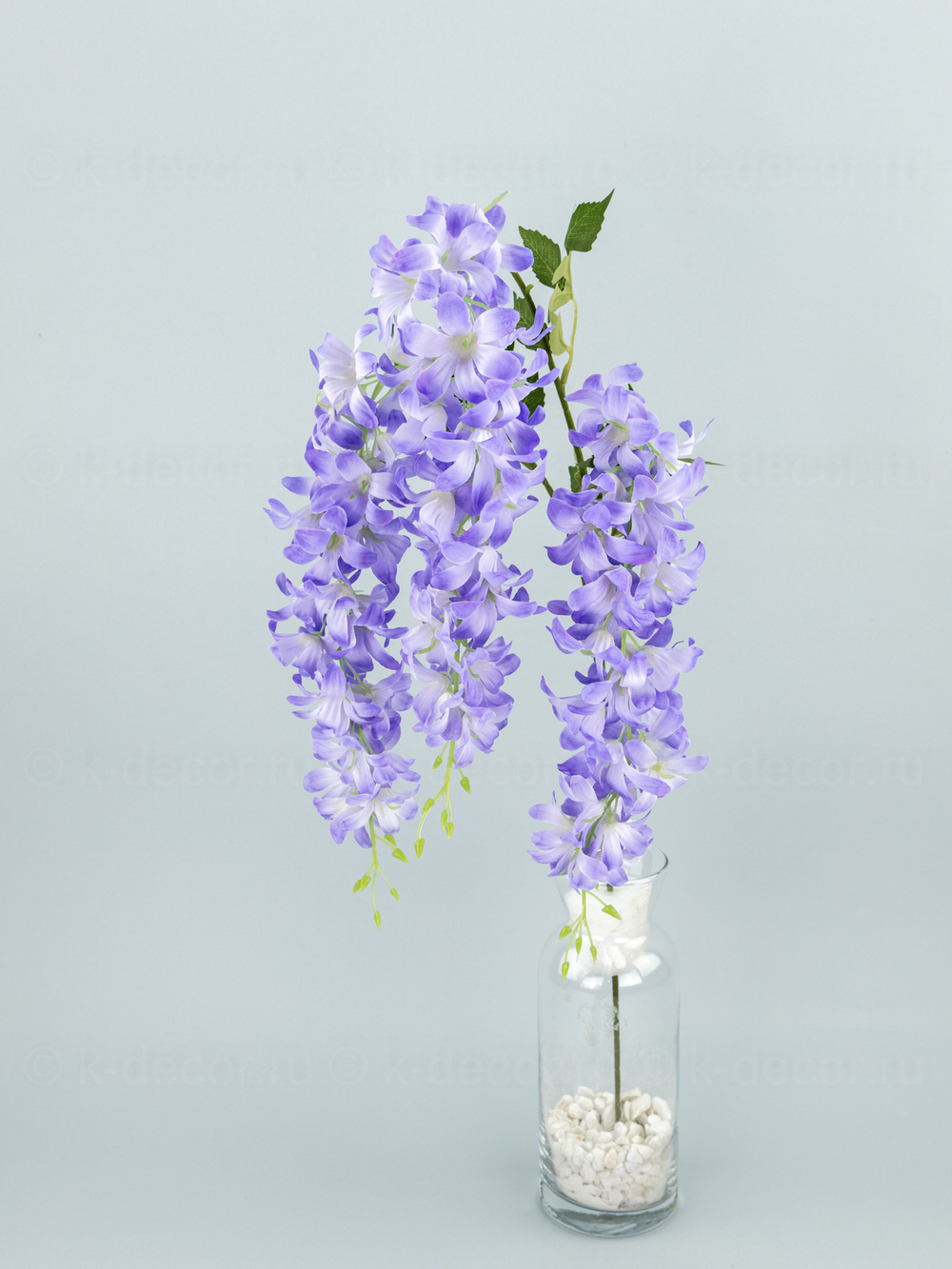 Глициния ампельная Маркиза