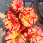 Адениум обесум SOM TERM SAB