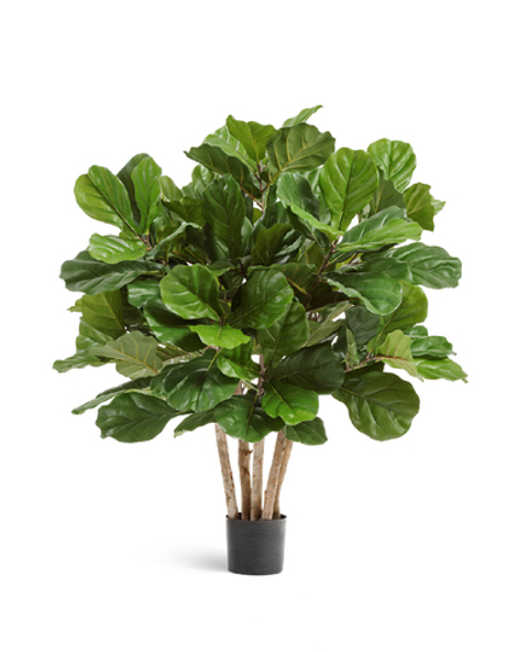 Фикус Лирата Гранд куст многоствольный 95 см