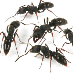 Муравьи Ectomyrmex astutus (Муравьи-драконы)
